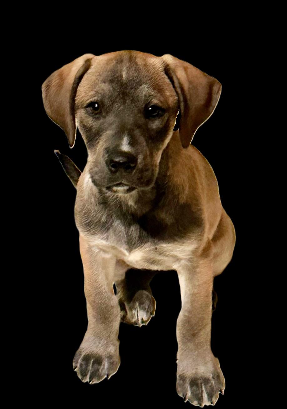 Enlarge Holland, a ADOPTABLE Mixed Breed in Schaumburg, IL image 4/5