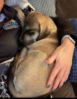 Enlarge Holland, a ADOPTABLE Mixed Breed in Schaumburg, IL image 2/5