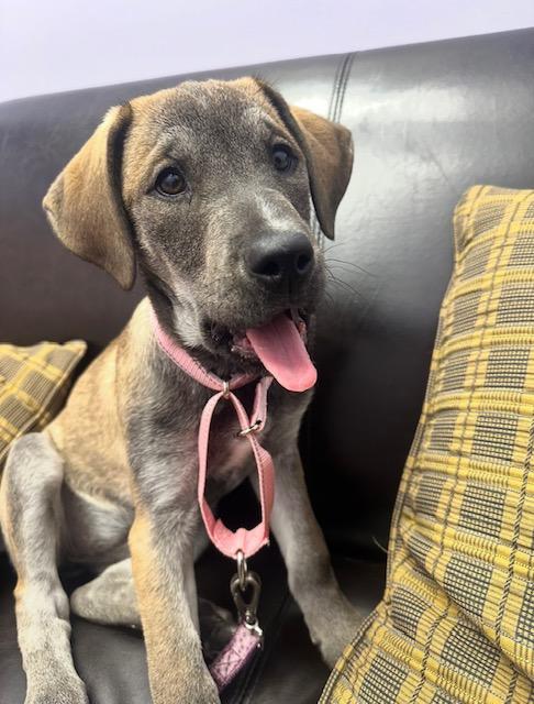 Enlarge Holland, a ADOPTABLE Mixed Breed in Schaumburg, IL image 3/5