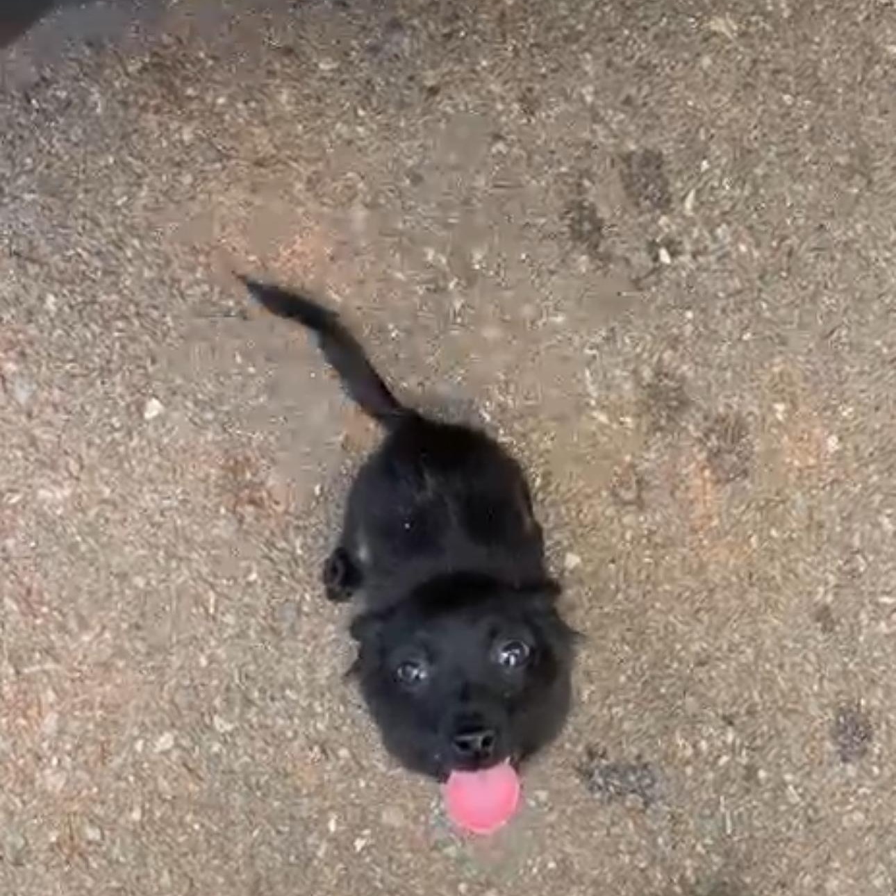 Enlarge Bryn, an adopted Mixed Breed in San Juan, PR image 1/1