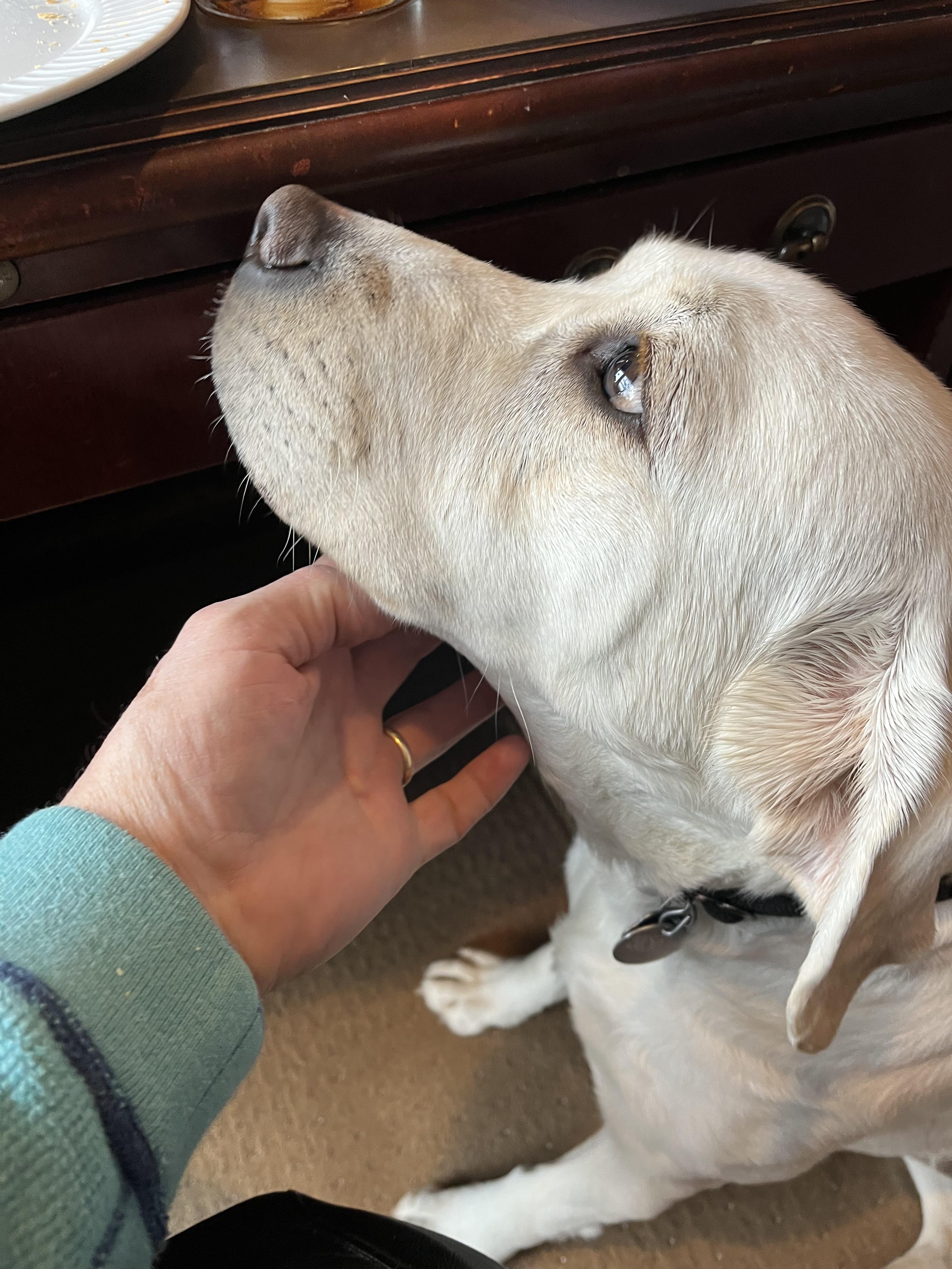 Enlarge Jenna - 5 YO Yellow Lab PB, an adopted Yellow Labrador Retriever in Warrington, PA image 2/6