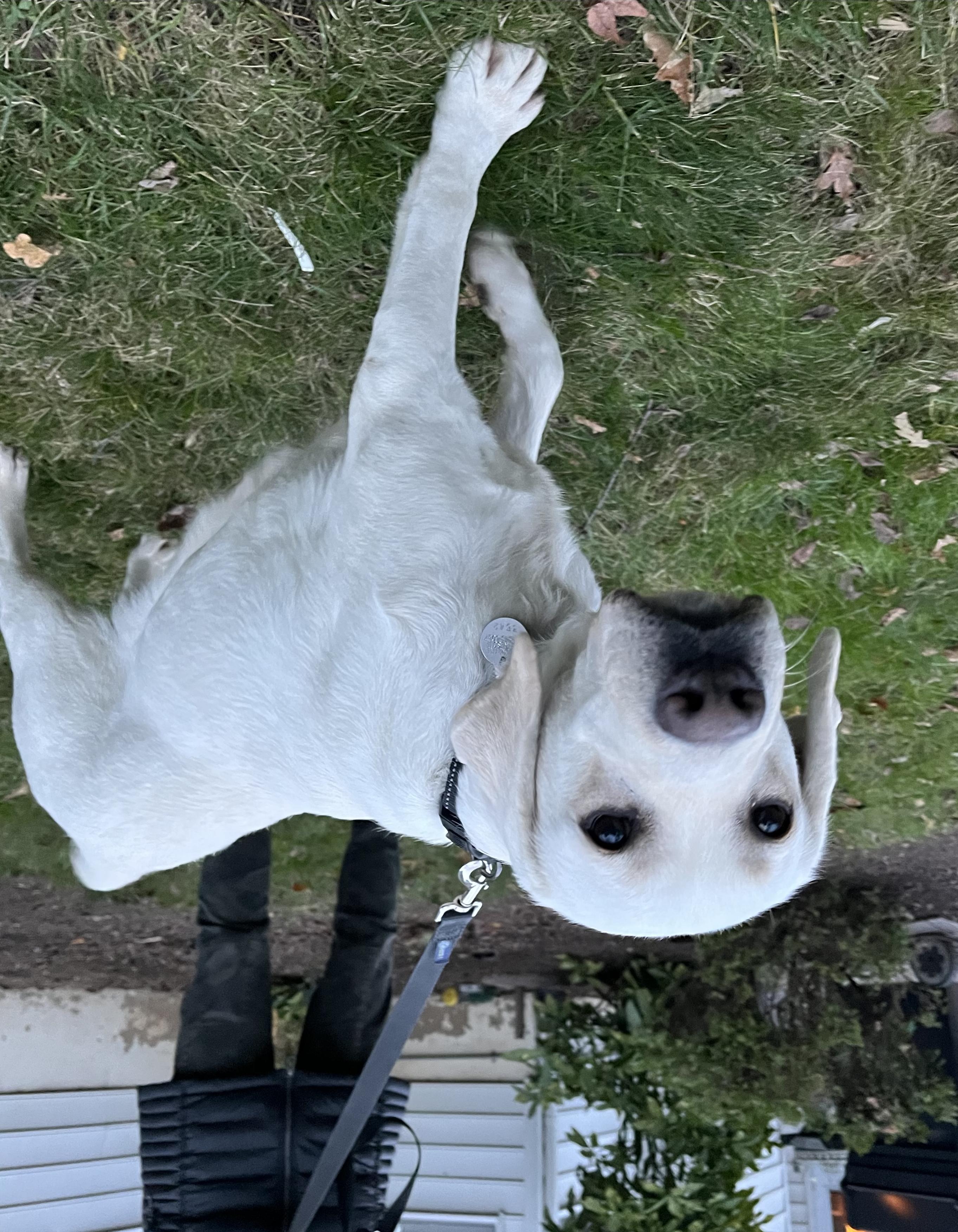 Enlarge Jenna - 5 YO Yellow Lab PB, an adopted Yellow Labrador Retriever in Warrington, PA image 3/6