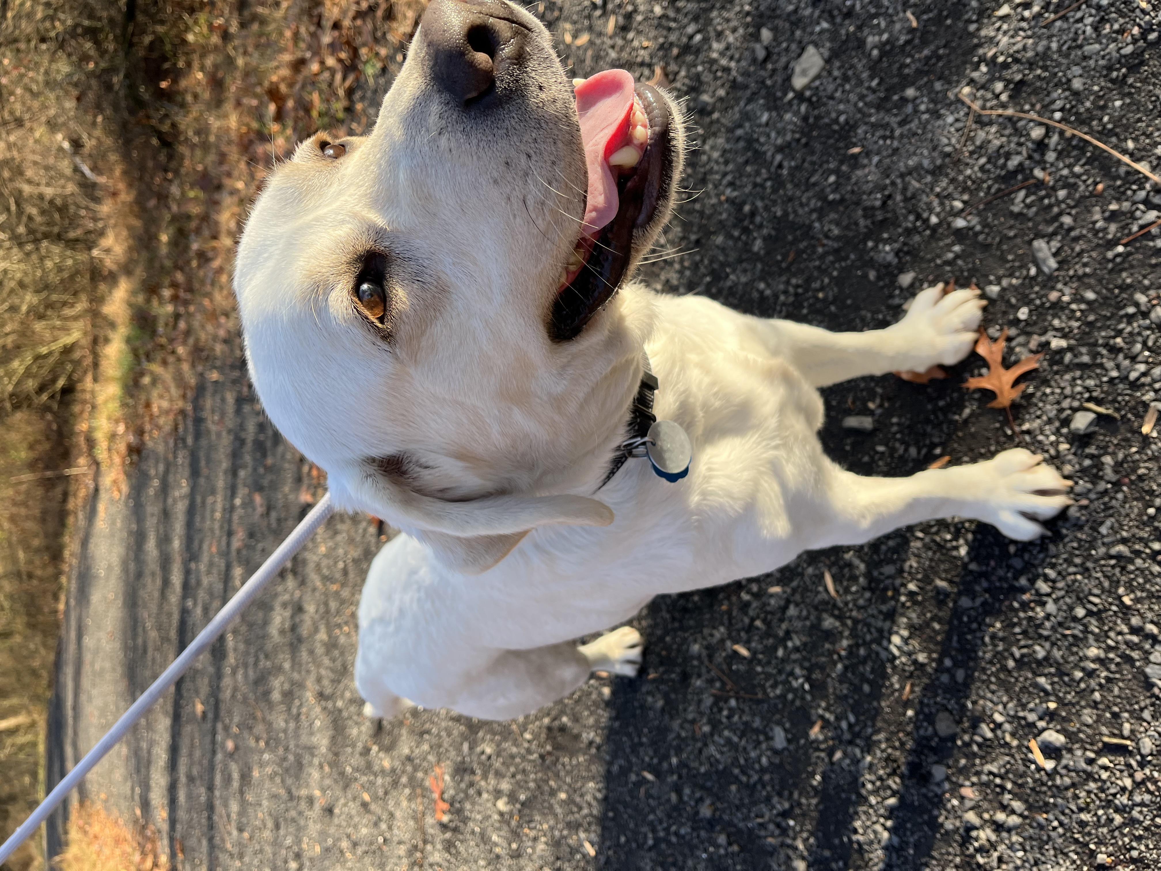 Enlarge Jenna - 5 YO Yellow Lab PB, an adopted Yellow Labrador Retriever in Warrington, PA image 4/6