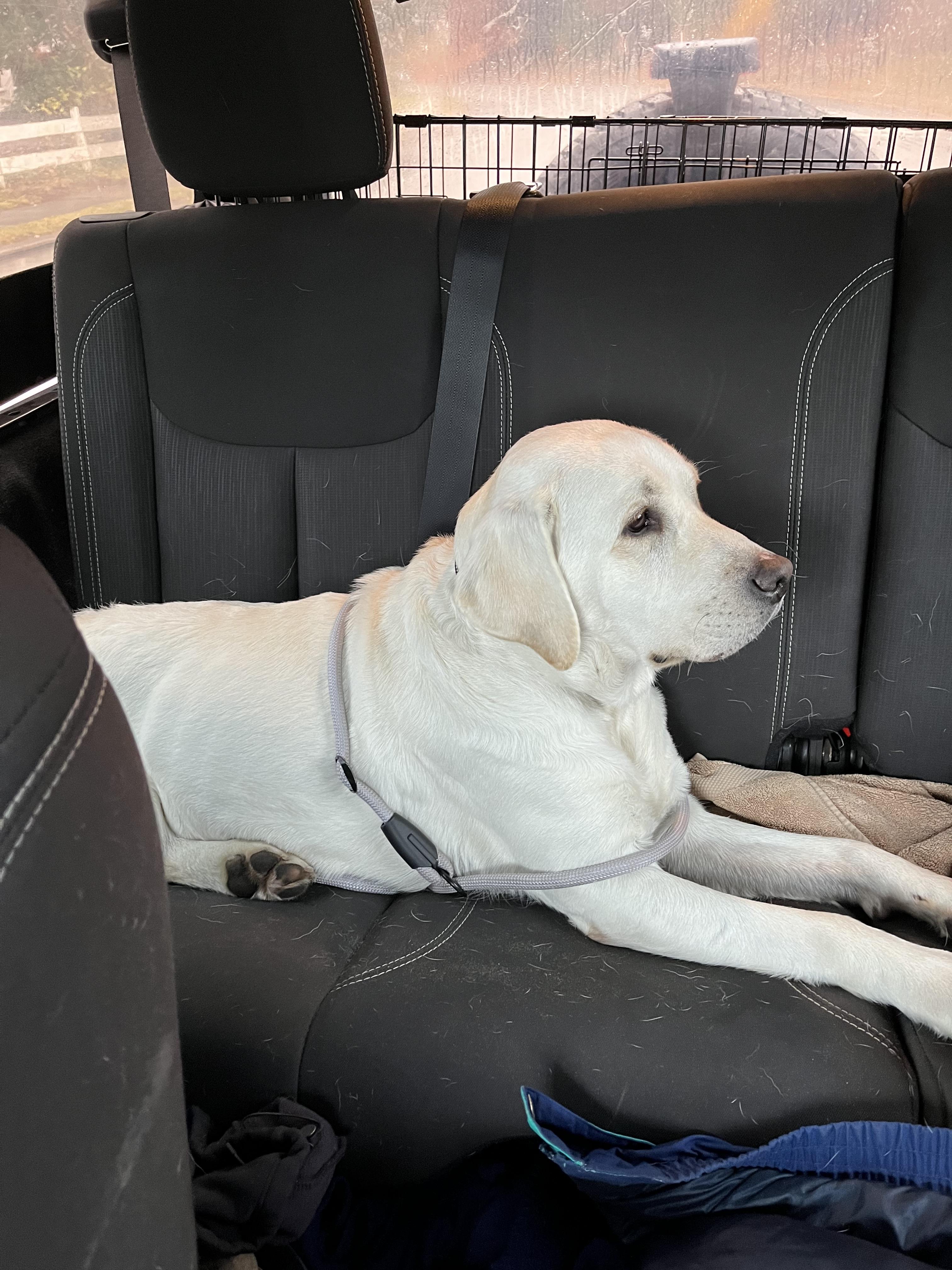 Enlarge Jenna - 5 YO Yellow Lab PB, an adopted Yellow Labrador Retriever in Warrington, PA image 5/6