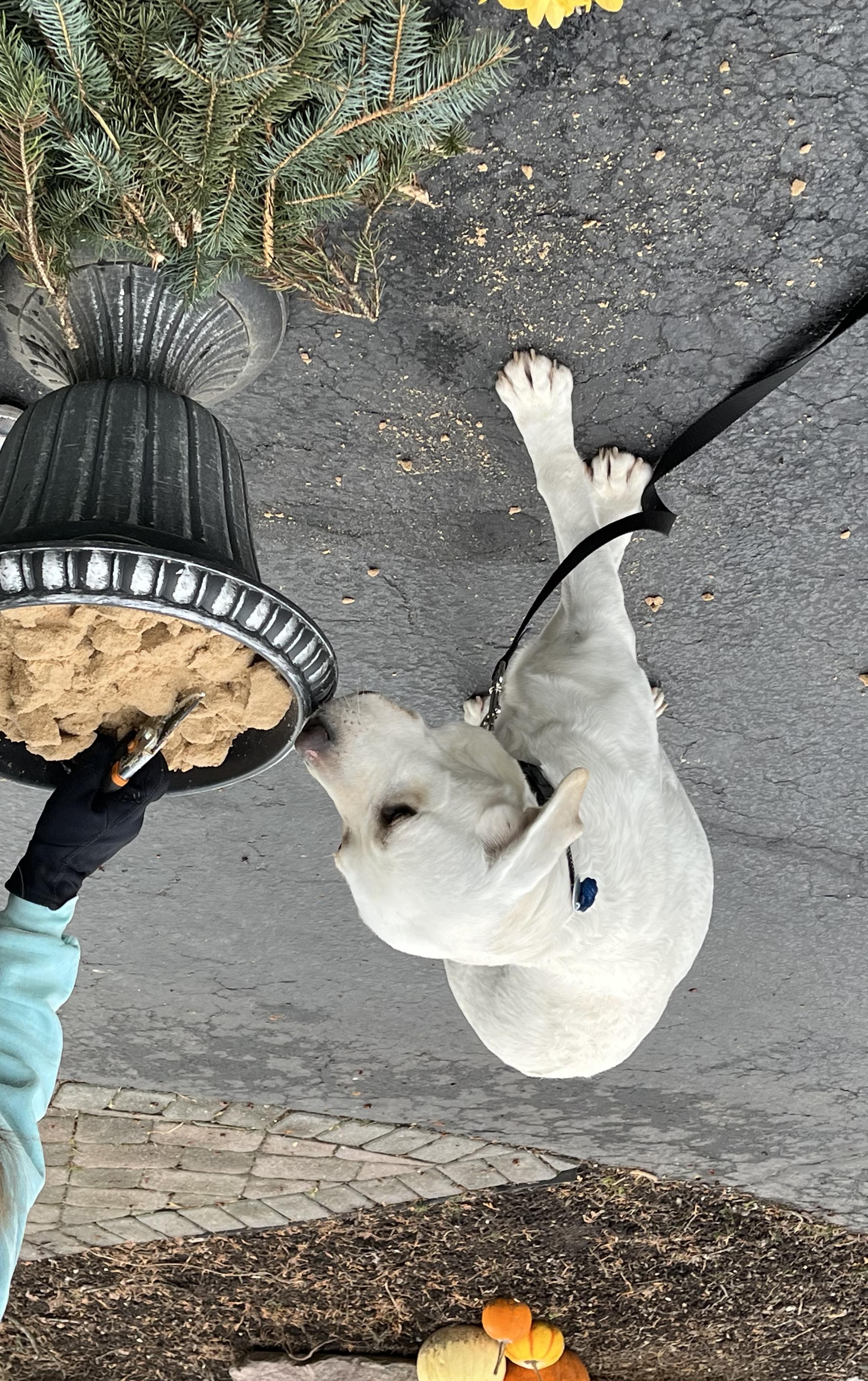 Enlarge Jenna - 5 YO Yellow Lab PB, an adopted Yellow Labrador Retriever in Warrington, PA image 6/6