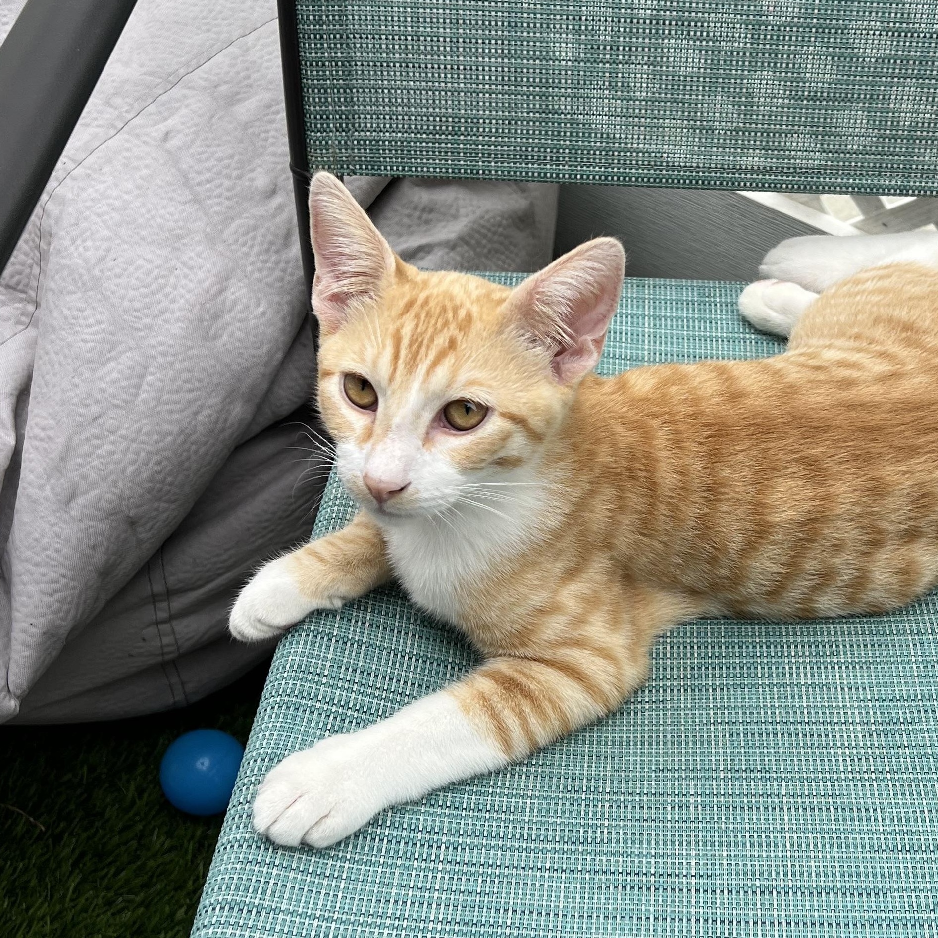 Enlarge Mr. Major, a Adoptable Tabby in Costa Mesa, CA image 1/3