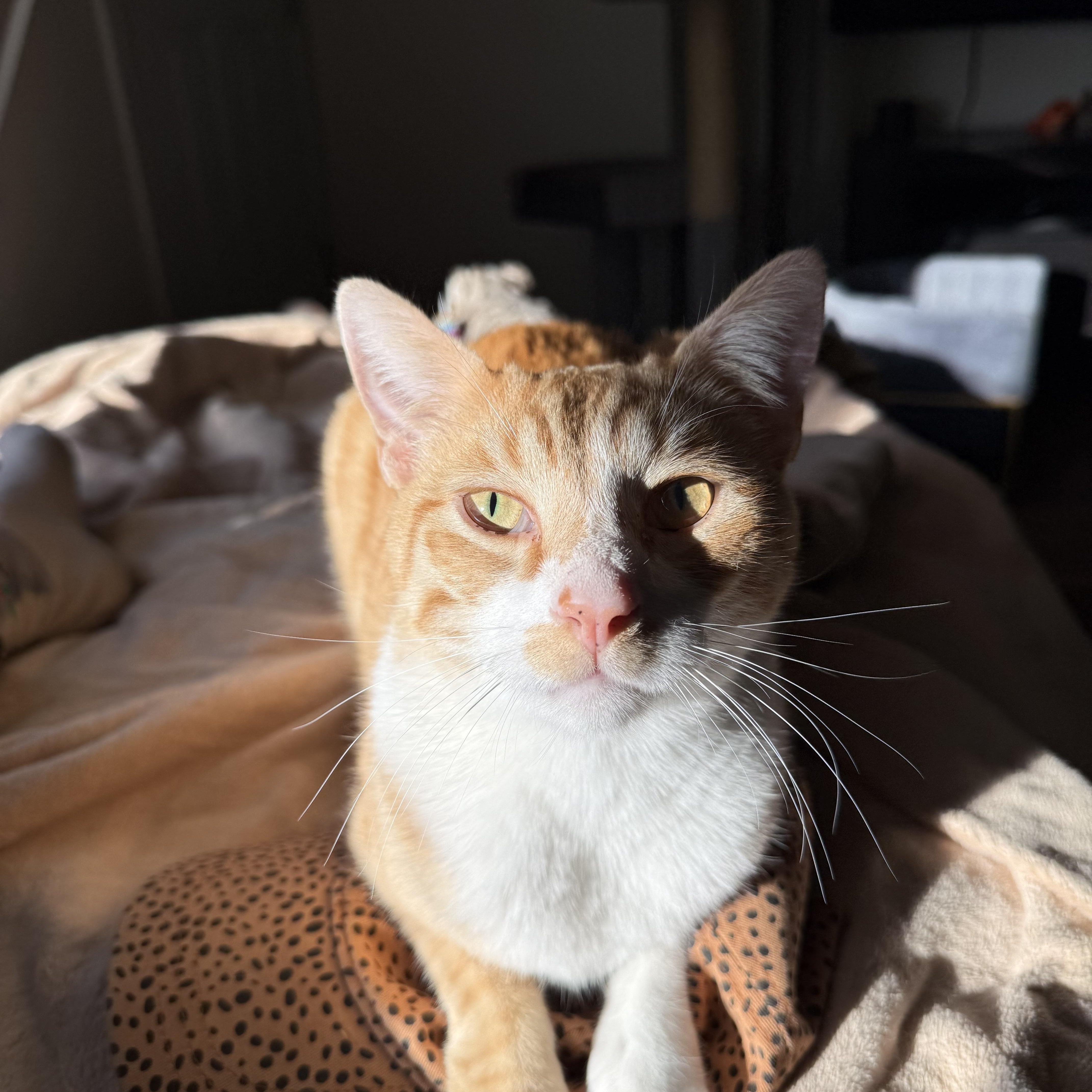 Enlarge Major, a Adoptable Tabby in Costa Mesa, CA image 4/4