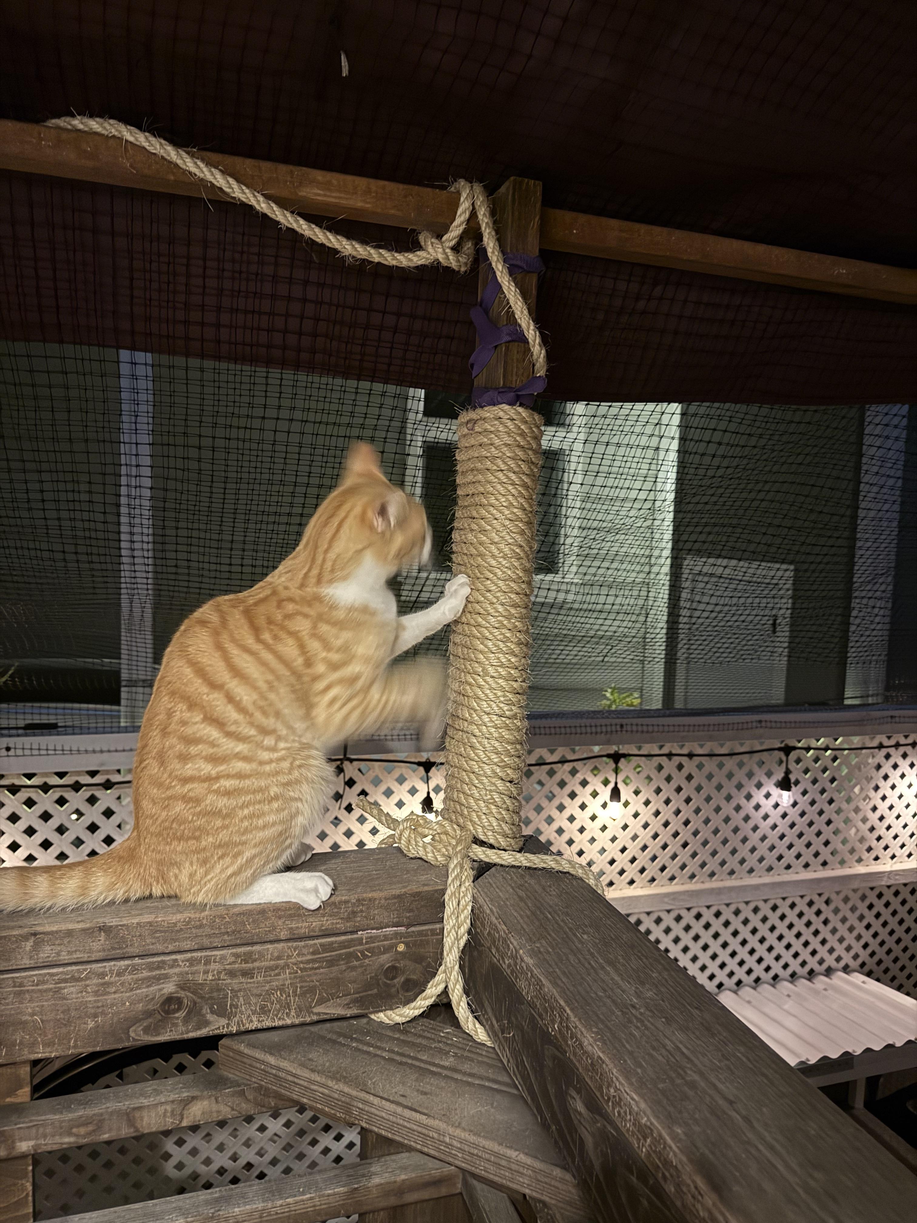 Mr. Major thumbnail 2