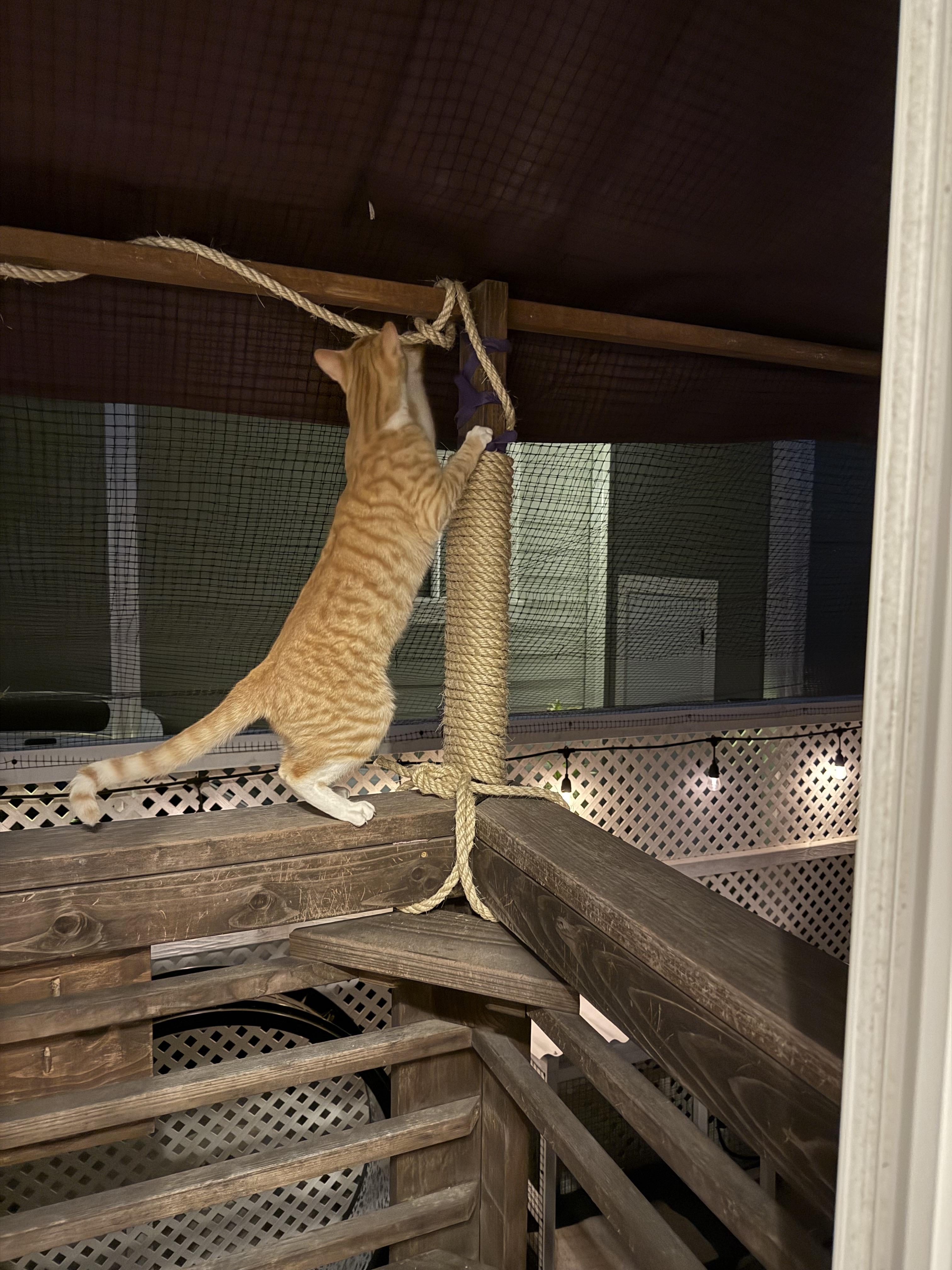 Mr. Major thumbnail 3