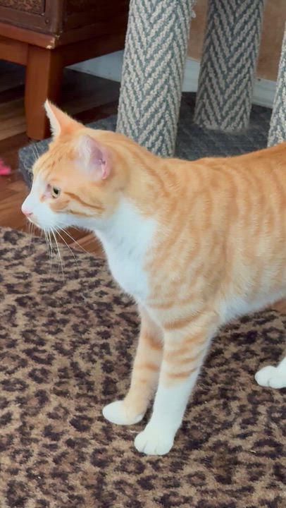 Enlarge Mr. Major, a Adoptable Tabby in Costa Mesa, CA video 2/3