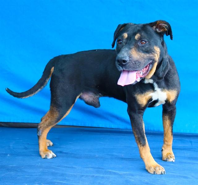 Enlarge SCOOTER, a Adoptable Pit Bull Terrier in Baldwin Park, CA image 1/1