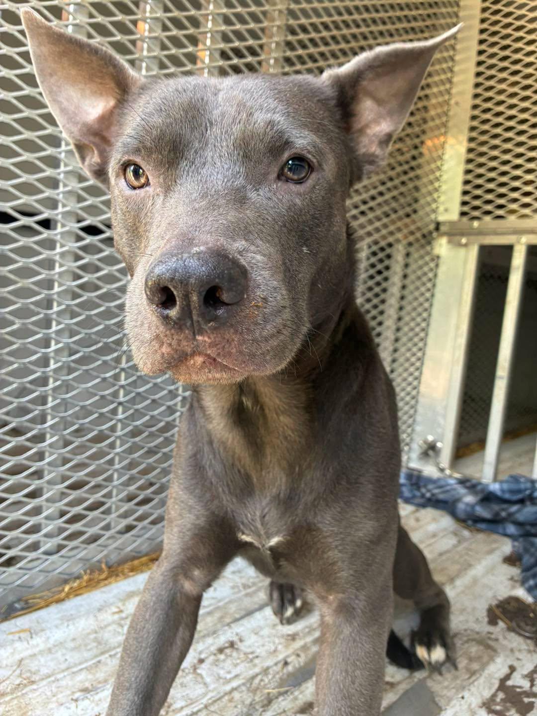 Enlarge Rocky, a ADOPTABLE mixed breed in Caro, MI image 1/1