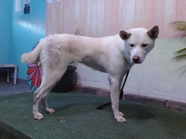 FROSTY, Adoptable, Young Male Siberian Husky & Mixed Breed.