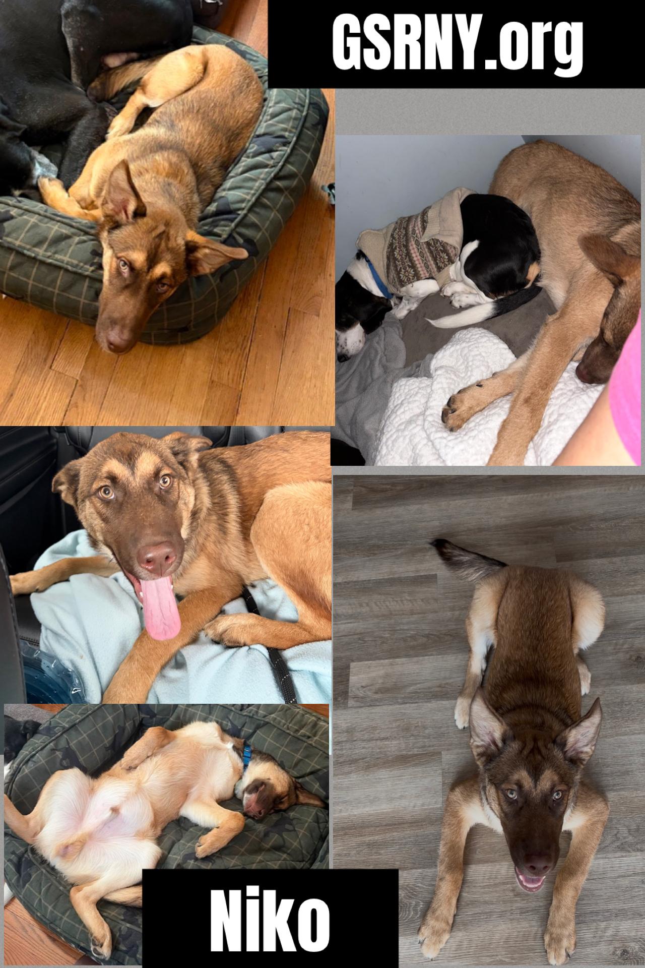 Enlarge Niko , a ADOPTABLE mixed breed in Delmar, NY image 1/1