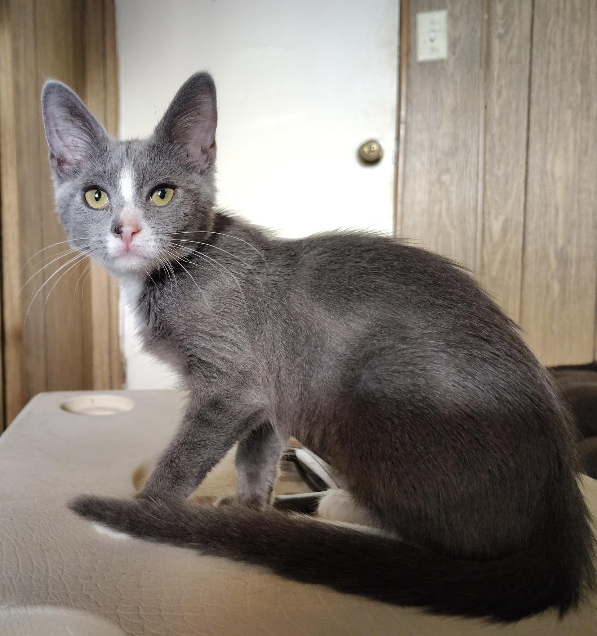 Mercedes, Baby Female unknown