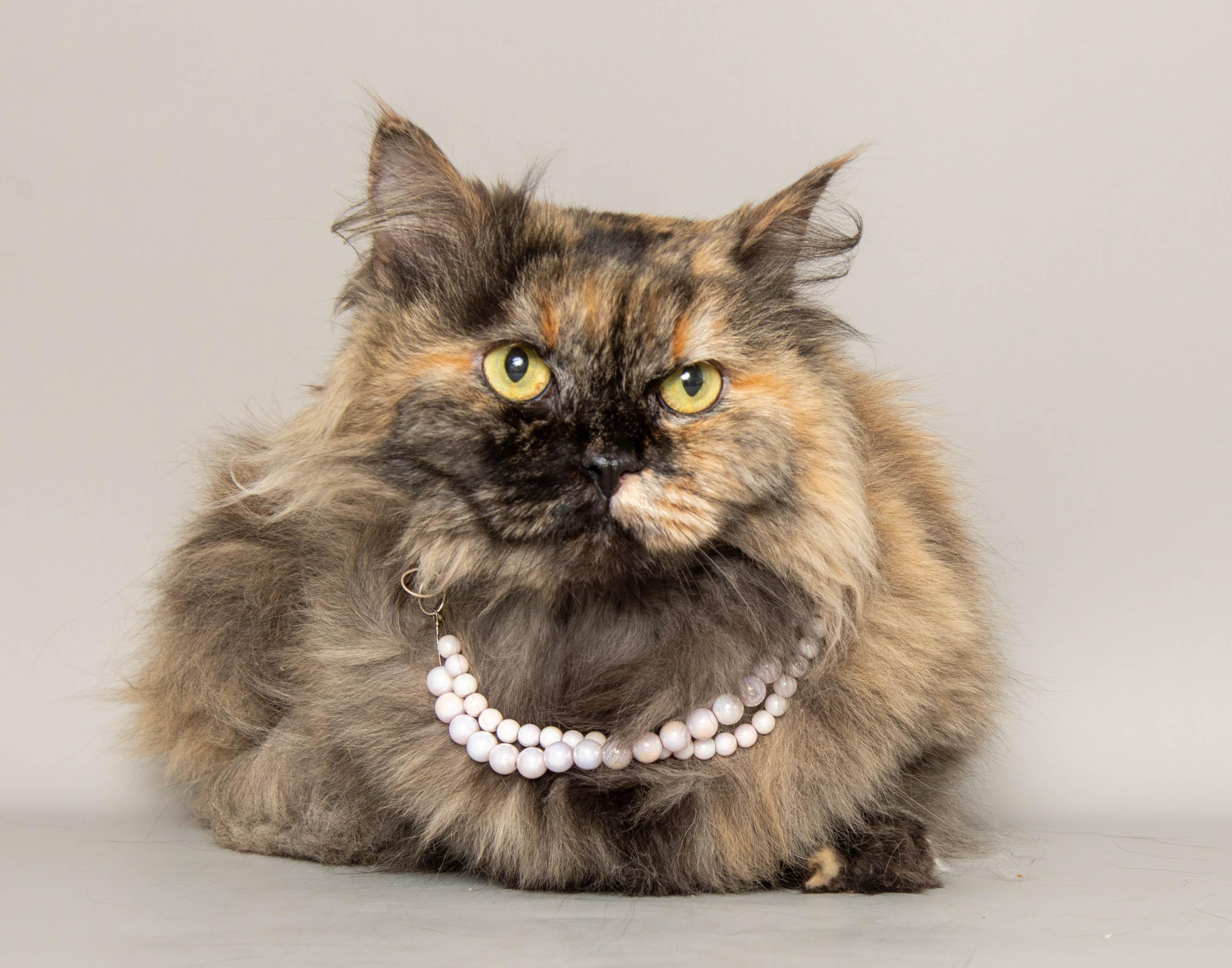 PRINCESS DONUT, Adoptable, Adult Female Munchkin.