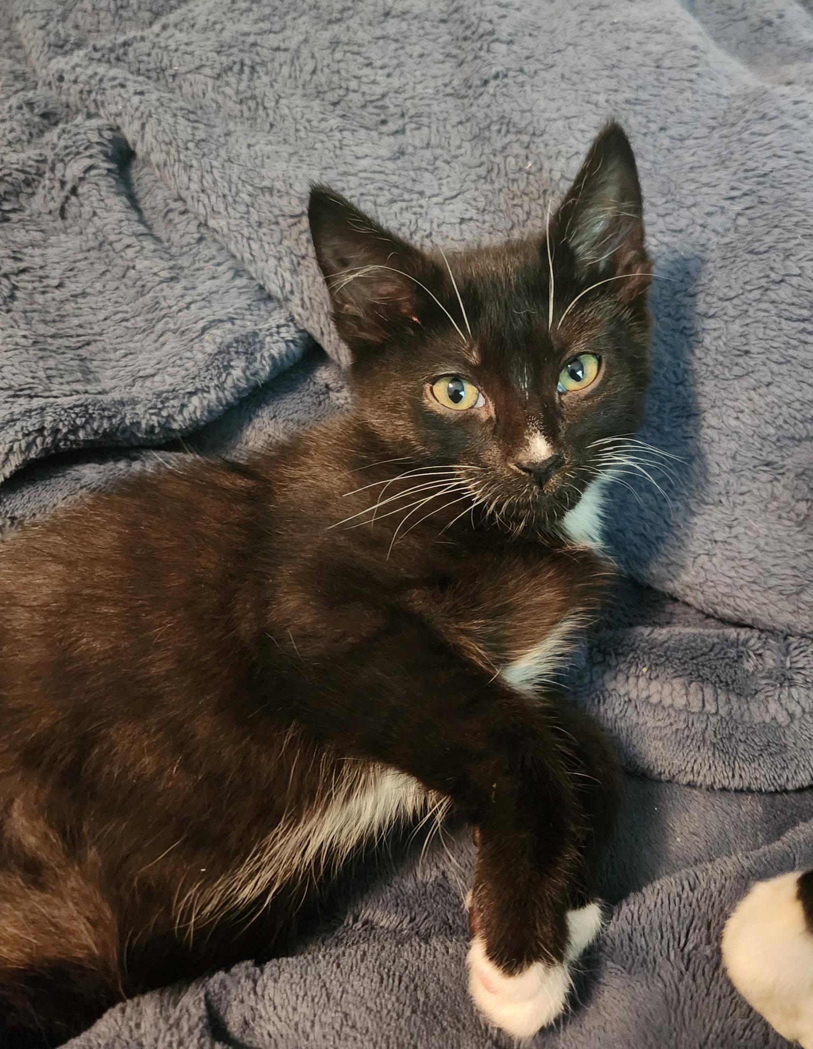 Al, a Adoptable Domestic Short Hair in Wheaton, IL image 1/2