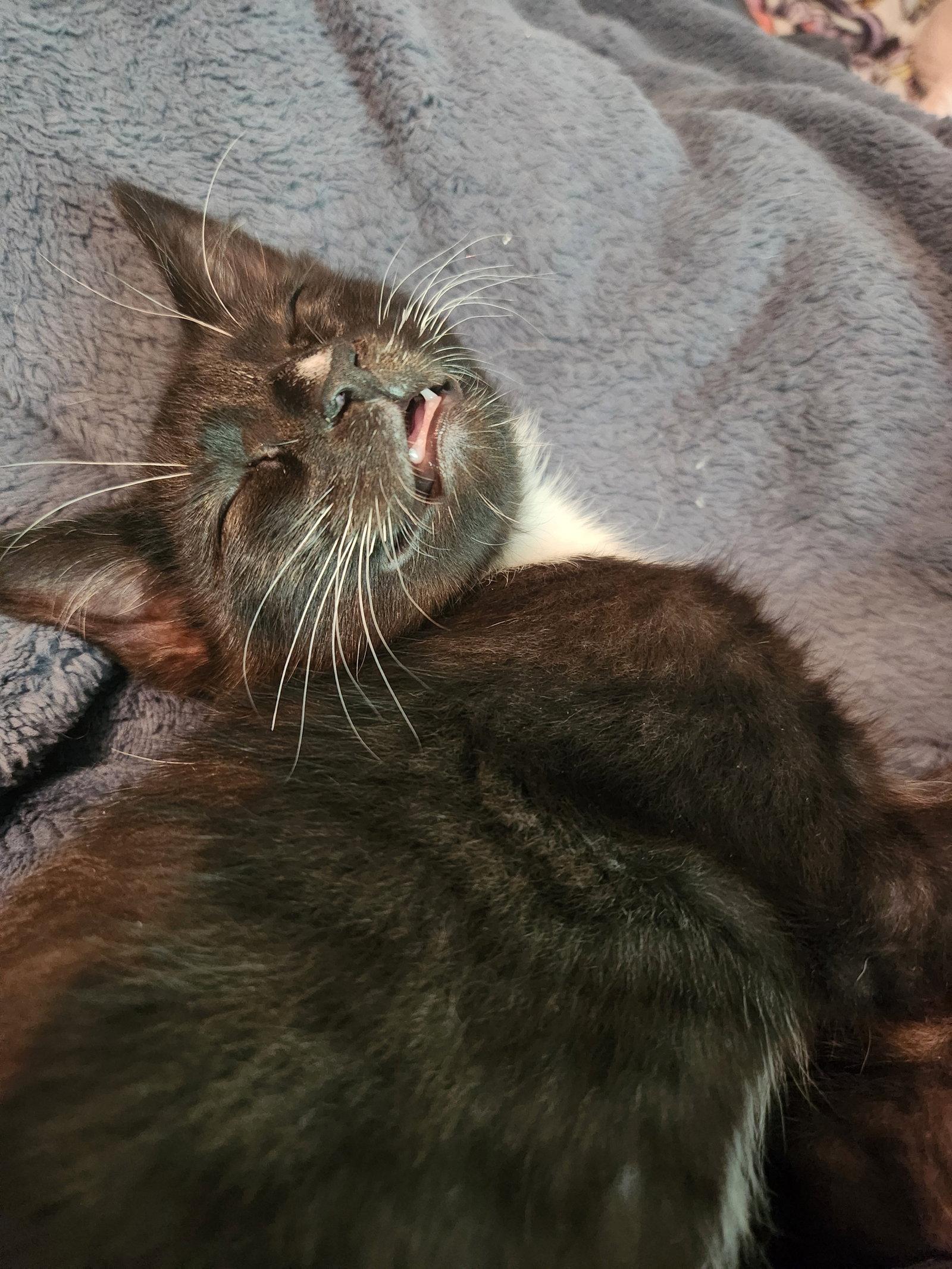 Al, a Adoptable Domestic Short Hair in Wheaton, IL image 2/2