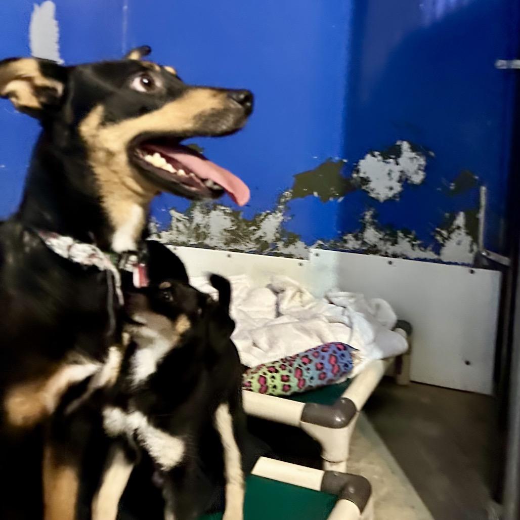 Mulberry thumbnail 2