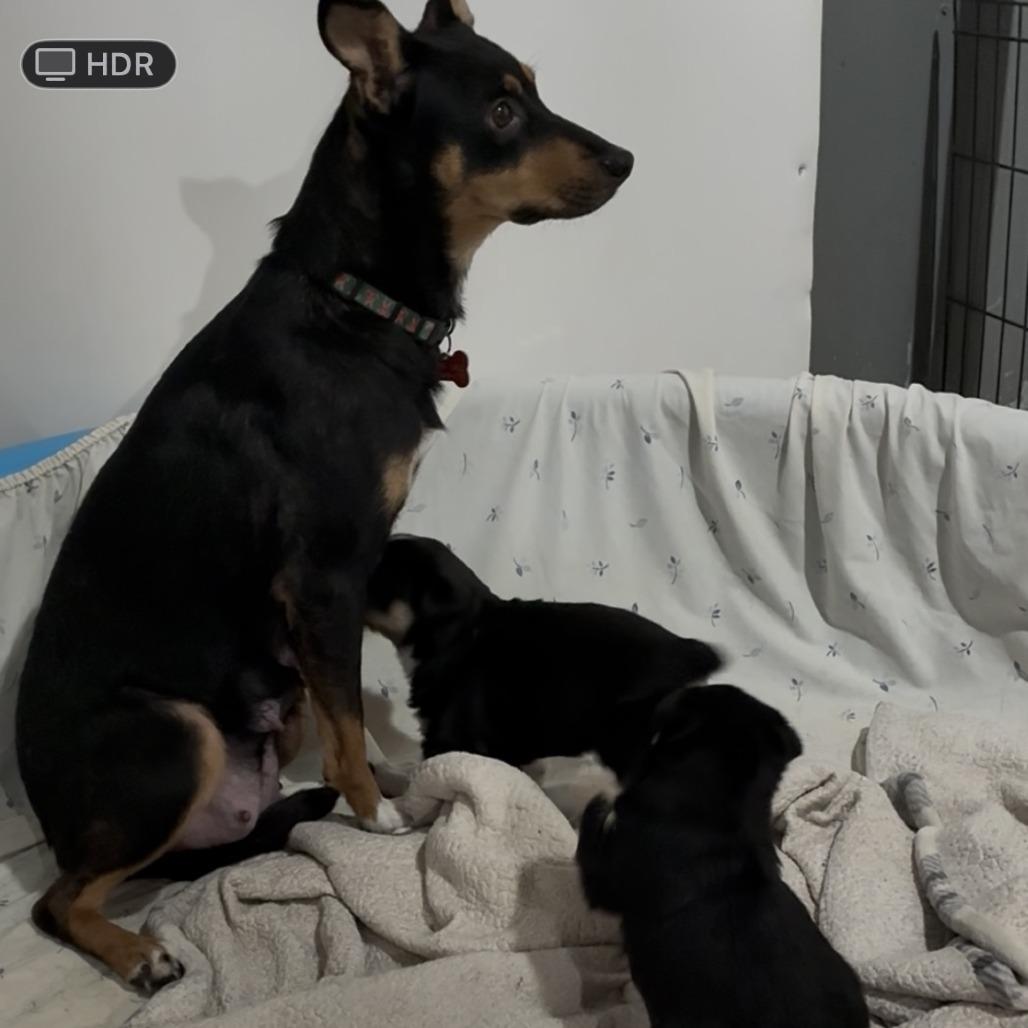 Mulberry thumbnail 3