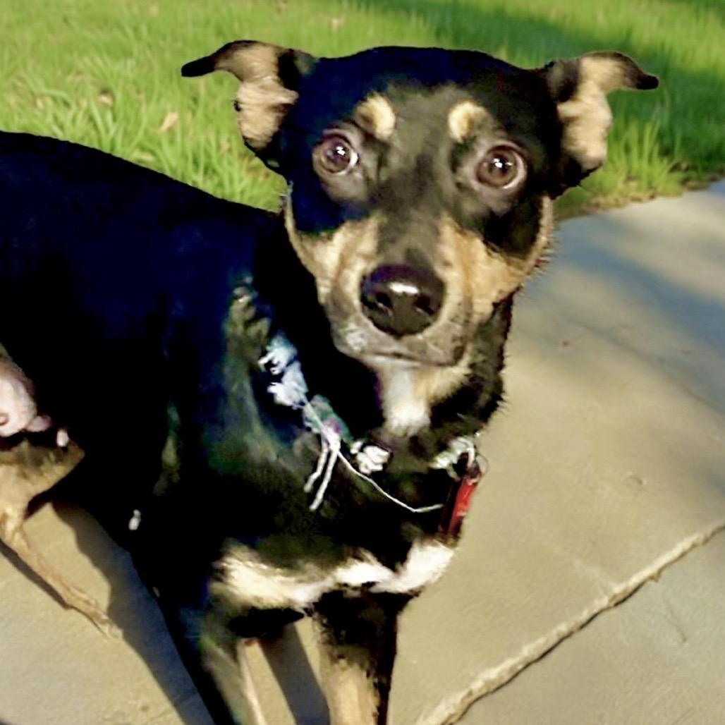 Mulberry thumbnail 4