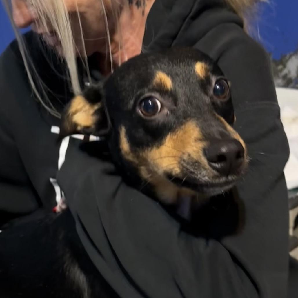 Mulberry thumbnail 5