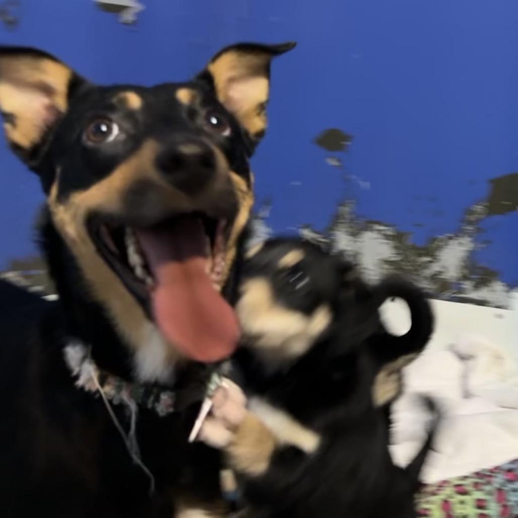 Mulberry thumbnail 6