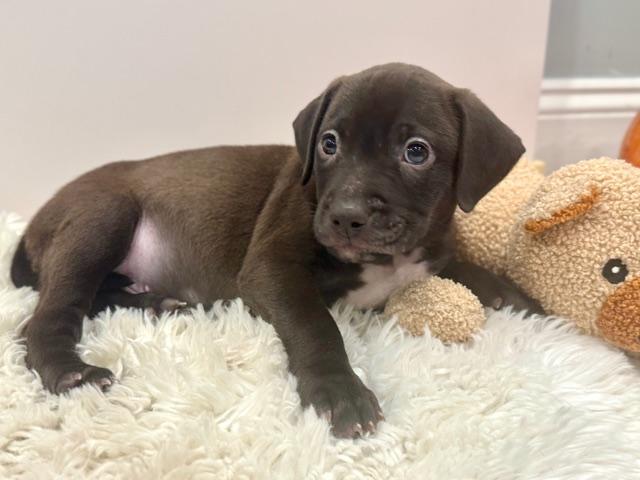 Enlarge Draco Starstruck, a Adoptable mixed breed in Andover, MA image 4/6