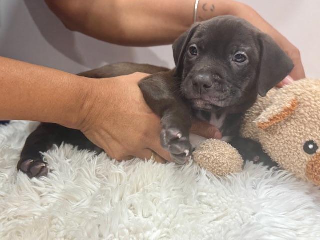 Enlarge Draco Starstruck, a Adoptable mixed breed in Andover, MA image 2/6