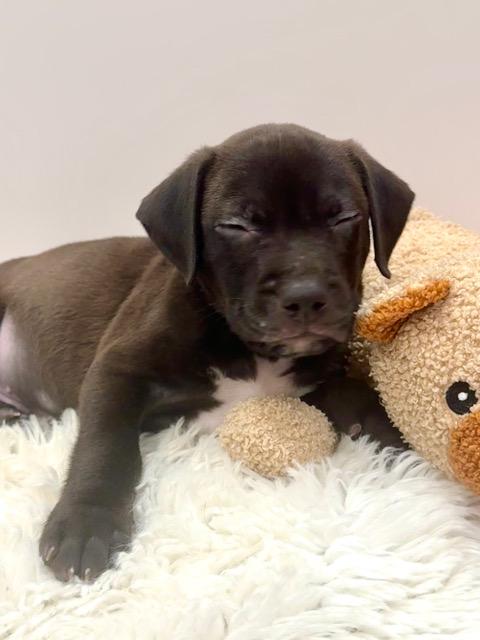Enlarge Draco Starstruck, a Adoptable mixed breed in Andover, MA image 6/6