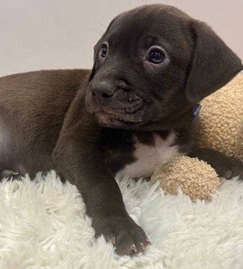 Enlarge Draco Starstruck, a Adoptable mixed breed in Andover, MA image 3/6