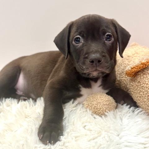 Enlarge Draco Starstruck, a Adoptable mixed breed in Andover, MA image 1/6