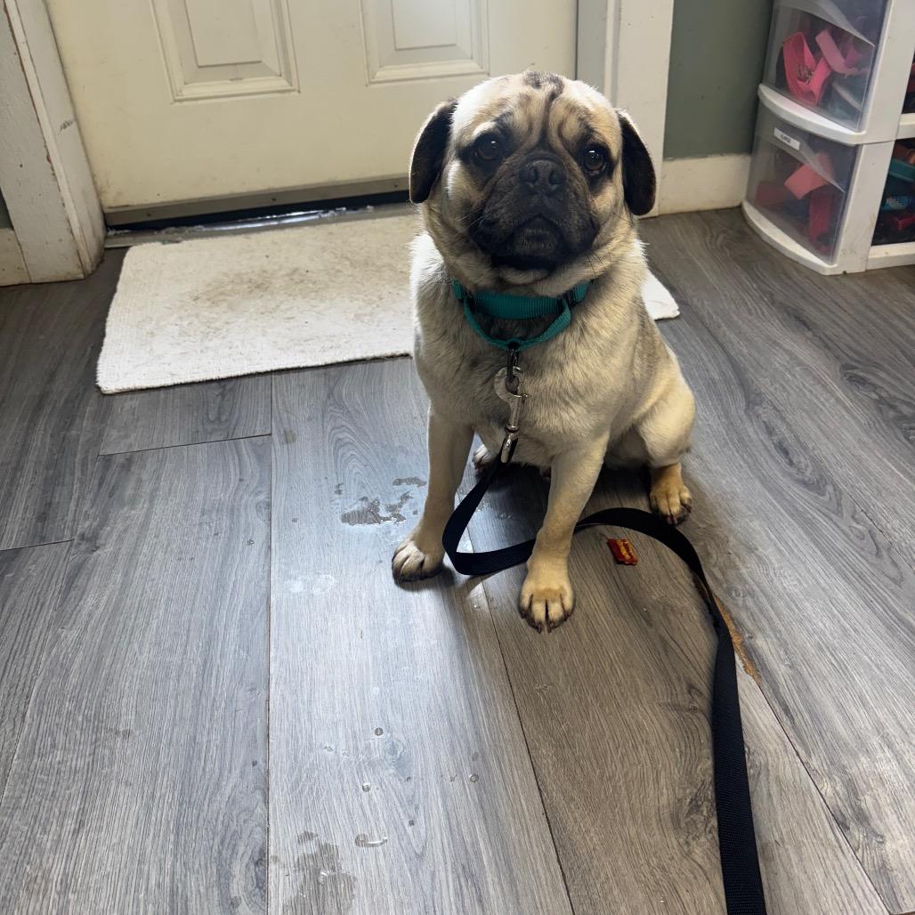 Sutton, Adoptable, Young Male Pug.
