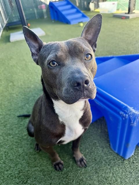 Enlarge BUTTERCUP, a Adoptable mixed breed in Olivette, MO image 1/1