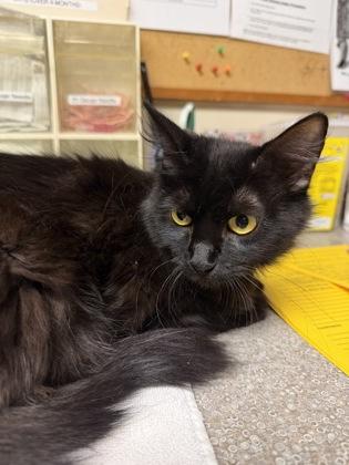 Sapphire, adopted, Young Female Domestic Medium Hair.