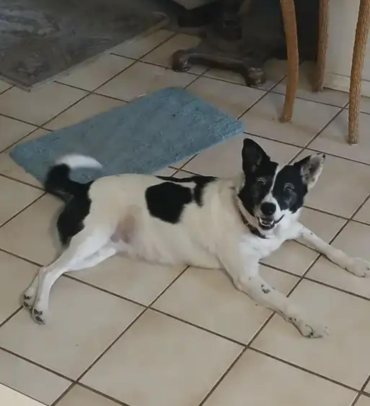 Enlarge Missy, an adopted mixed breed in Pilot Point, TX image 2/3