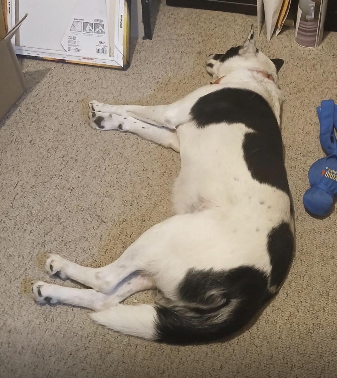 Enlarge Missy, an adopted mixed breed in Pilot Point, TX image 3/3