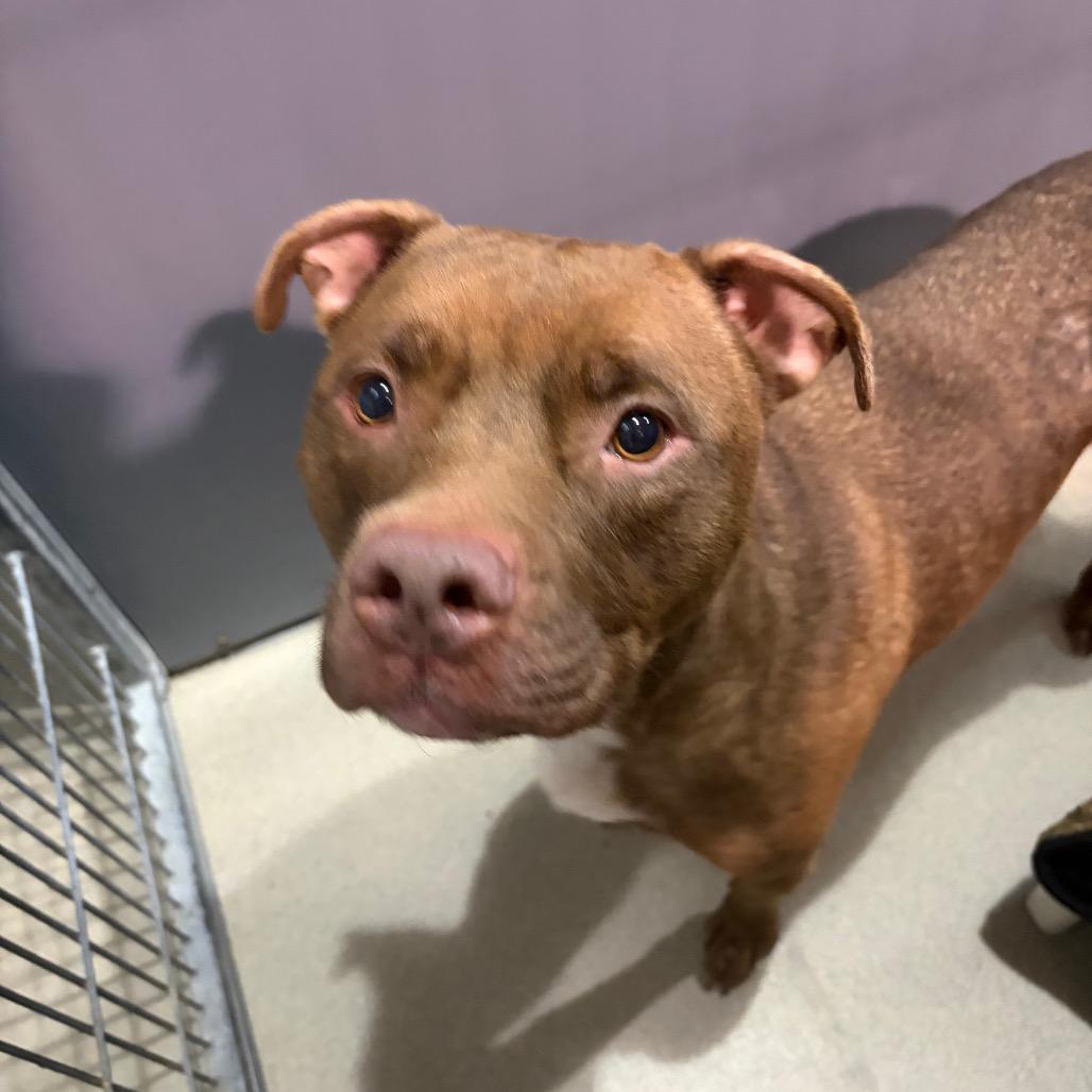 Lila, Adoptable, Senior Female Mixed Breed.