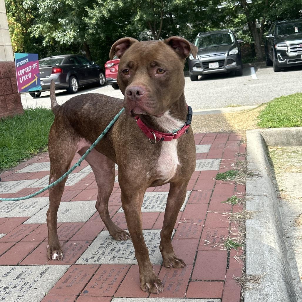 Enlarge Lila, a Adoptable Mixed Breed in Fredericksburg, VA image 2/6