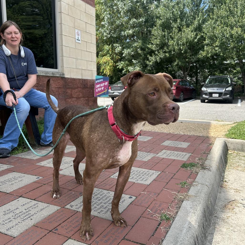 Enlarge Lila, a Adoptable Mixed Breed in Fredericksburg, VA image 3/6