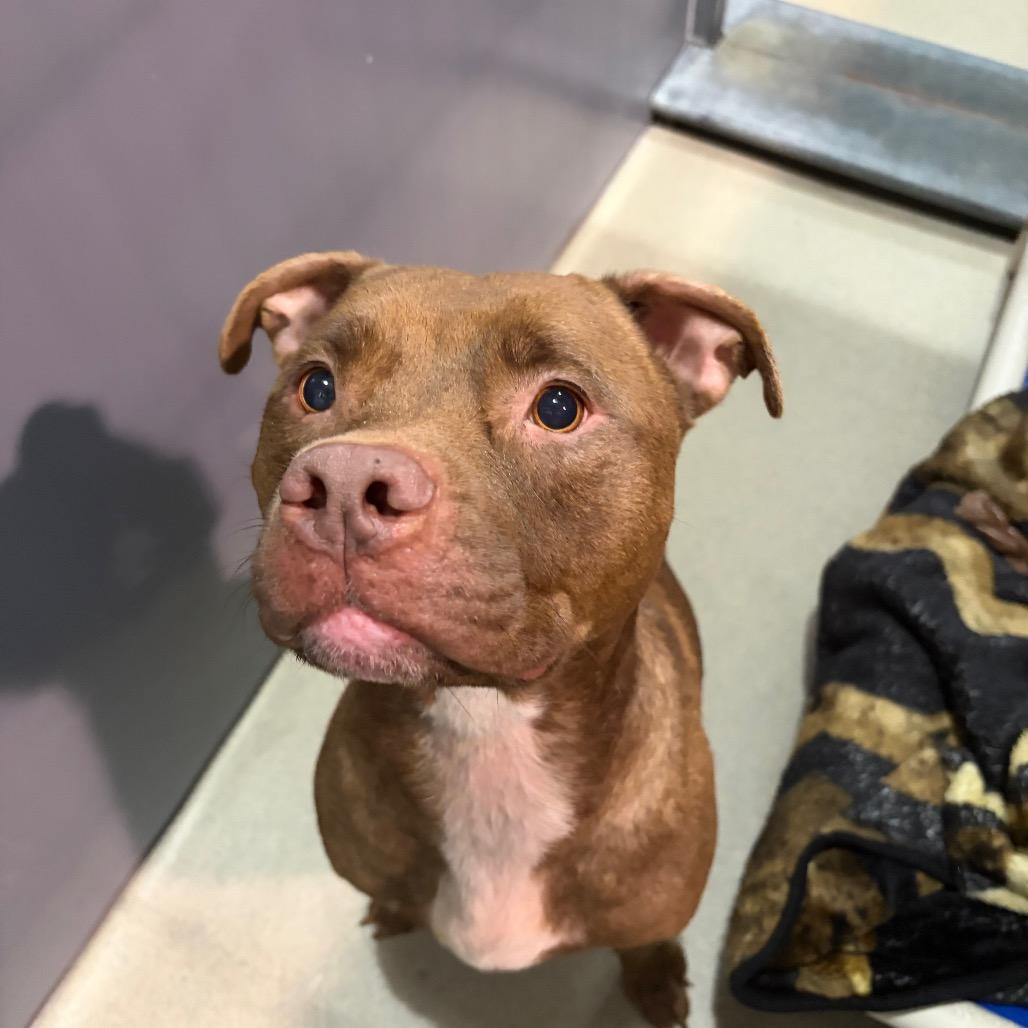 Enlarge Lila, a Adoptable Mixed Breed in Fredericksburg, VA image 4/6