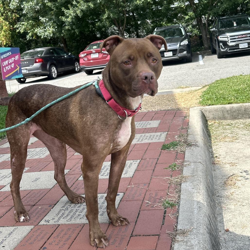 Enlarge Lila, a Adoptable Mixed Breed in Fredericksburg, VA image 5/6