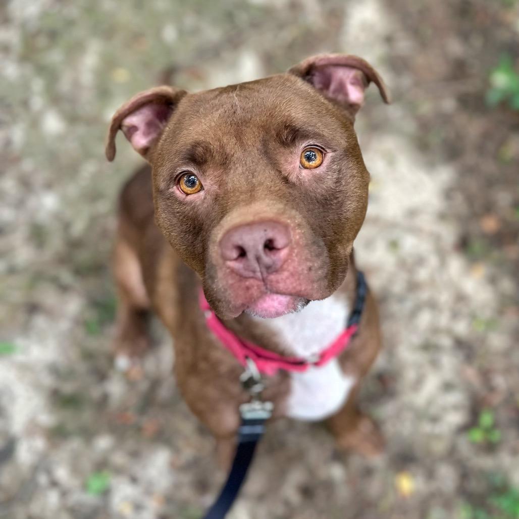 Enlarge Lila, a Adoptable Mixed Breed in Fredericksburg, VA image 6/6