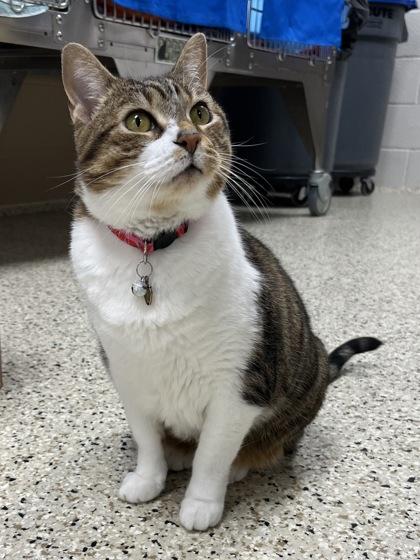 Emerson, Adoptable, Adult Female Domestic Short Hair & Domestic Short Hair.