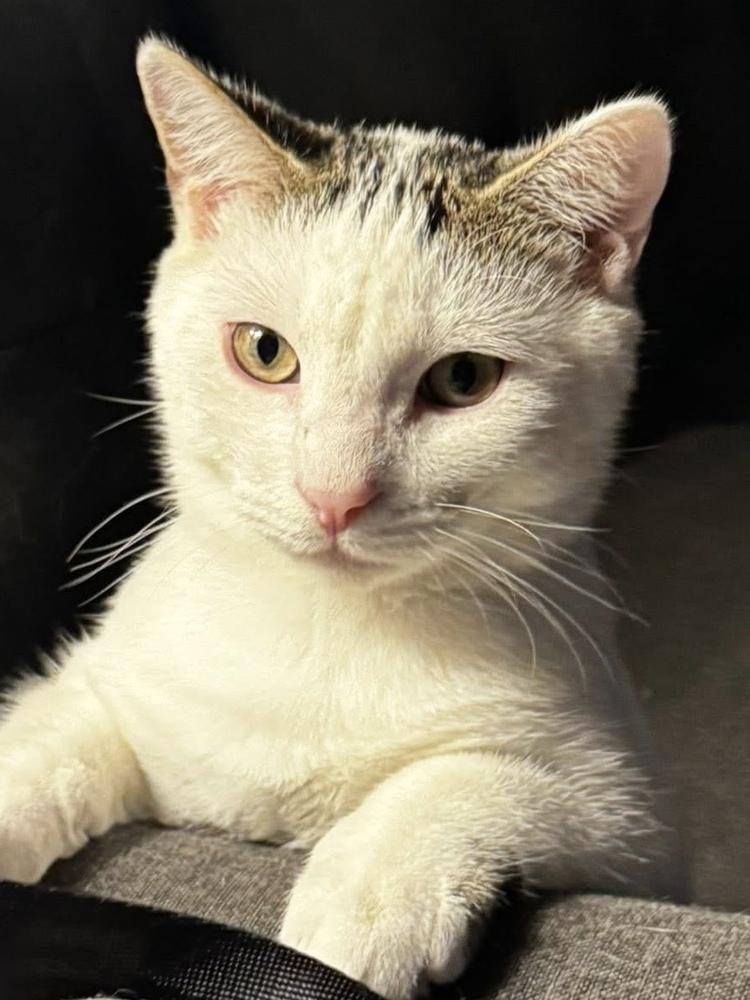Lightning McQueen, Adoptable, Kitten Male Domestic Short Hair.