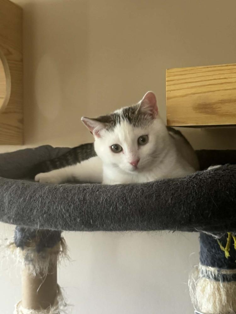 Lightning McQueen, a Adoptable mixed breed in WARNER ROBINS, GA image 2/6