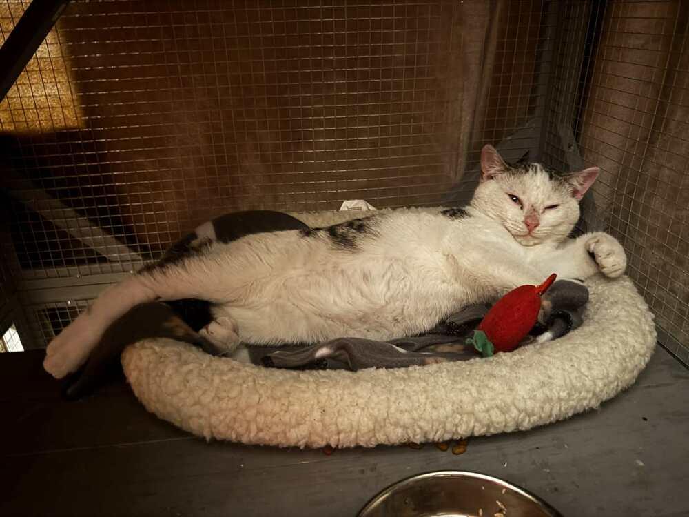 Lightning McQueen, a Adoptable mixed breed in WARNER ROBINS, GA image 5/6