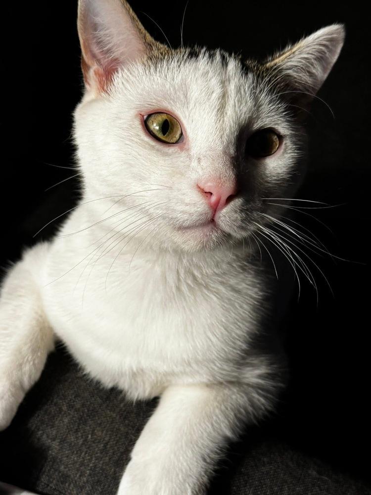 Lightning McQueen, a Adoptable mixed breed in WARNER ROBINS, GA image 6/6