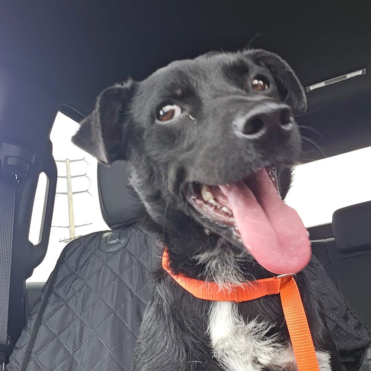 Ro-Bear, ADOPTABLE, Young Male Feist.