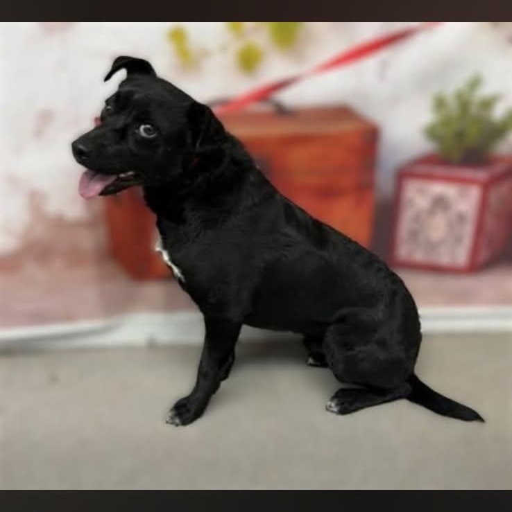 Enlarge Ro-Bear, a ADOPTABLE mixed breed in Greenville, SC image 3/6